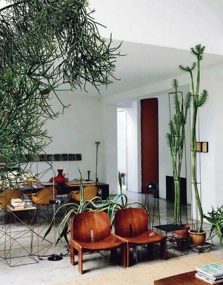 Wohnungseinrichtung Ideen Topfpflanze raumhohe Zimmerpflanzen