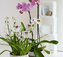 Feng Shui Pflanzen: Über die Schutz- und Komfortfunktion der Zimmerpflanzen