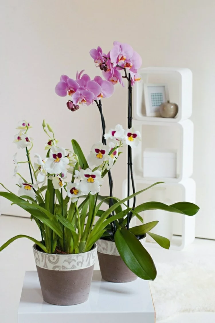 feng shui zimmerpflanzen orchideen topfpflanzen