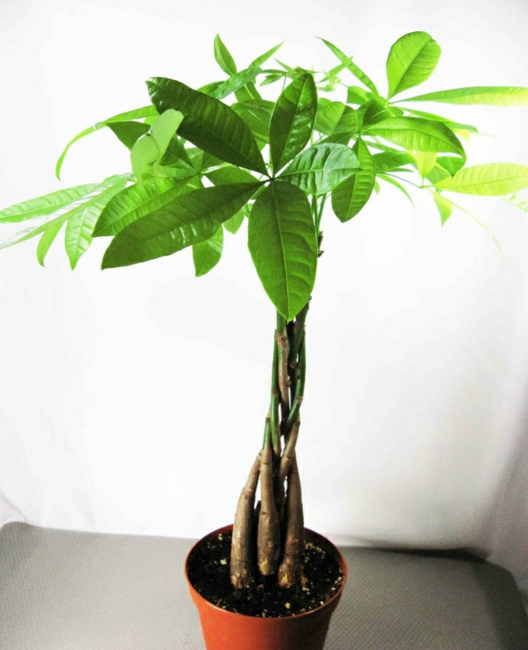 Feng Shui Pflanzen Über die Schutz und Komfortfunktion der Zimmerpflanzen