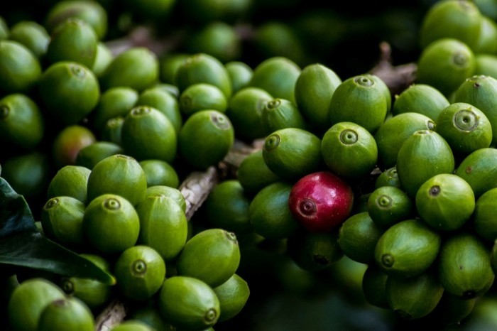 grüner kaffee gesund abnehmen kaffeestrauch grüne bohnen