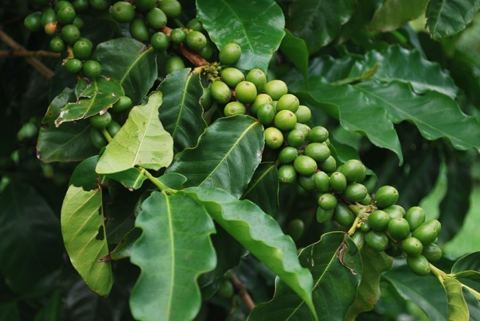 grüner kaffee gesund abnehmen srrauch früchte