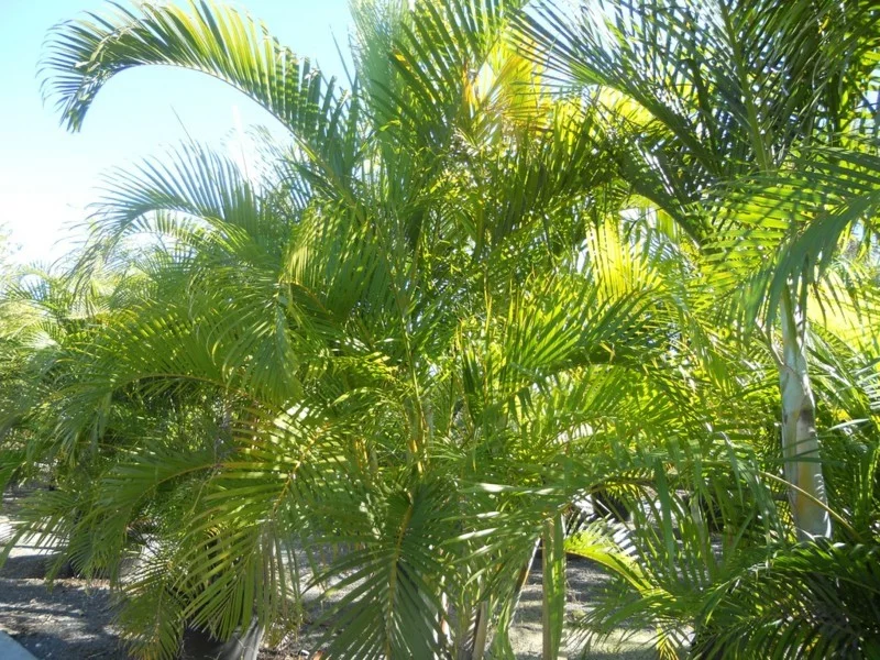 pflegeleichte Zimmerpflanzen Areca Palmen Hauspflanzen Palmenarten