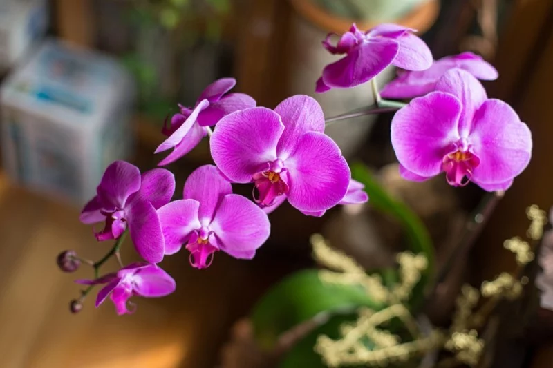 pflegeleichte Zimmerpflanzen Orchidee Hauspflanzen