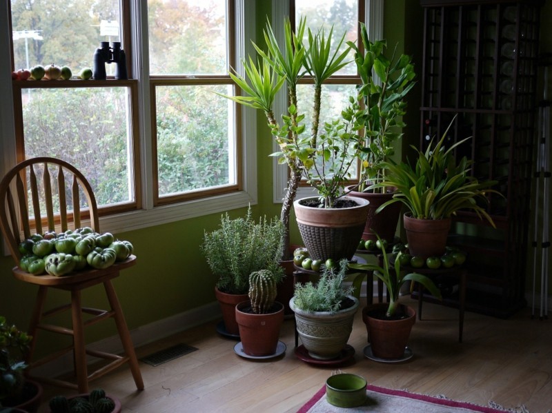 pflegeleichte Zimmerpflanzen wenig Licht Hauspflanzen