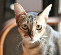 Angst vor Katzen: So können Sie die Ailurophobie überwinden