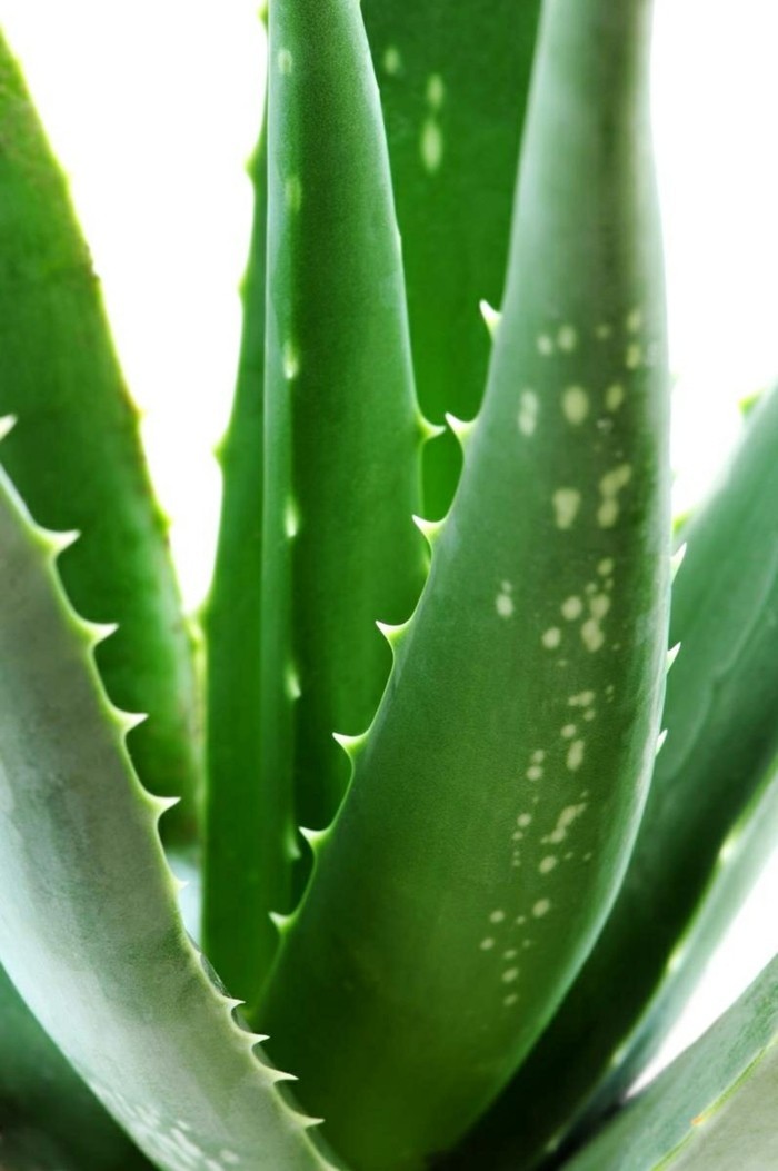 Aloe Vera Pflanze In Der Medizin Und Kosmetik