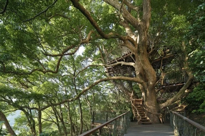 baumhaus bauen japan treehouse teehaus