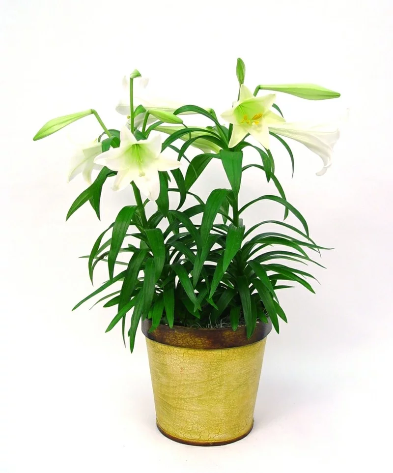 giftige Zimmerpflanzen Echte Amaryllis weiße Blüten 