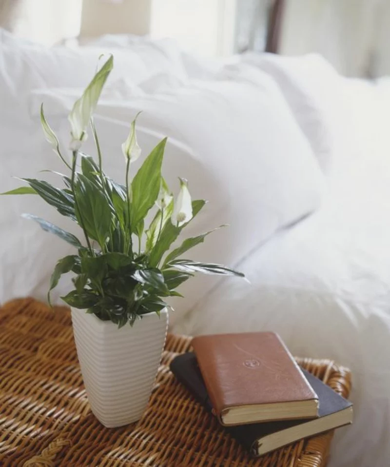 giftige Zimmerpflanzen Einblatt Topfpflanze weiße Blüten im Schlafzimmer