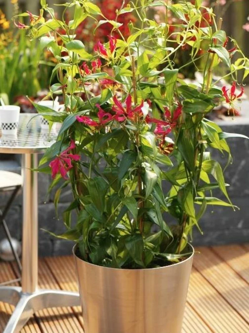 giftige Zimmerpflanzen Gloriosa superba Prachtlilie rote Blüten