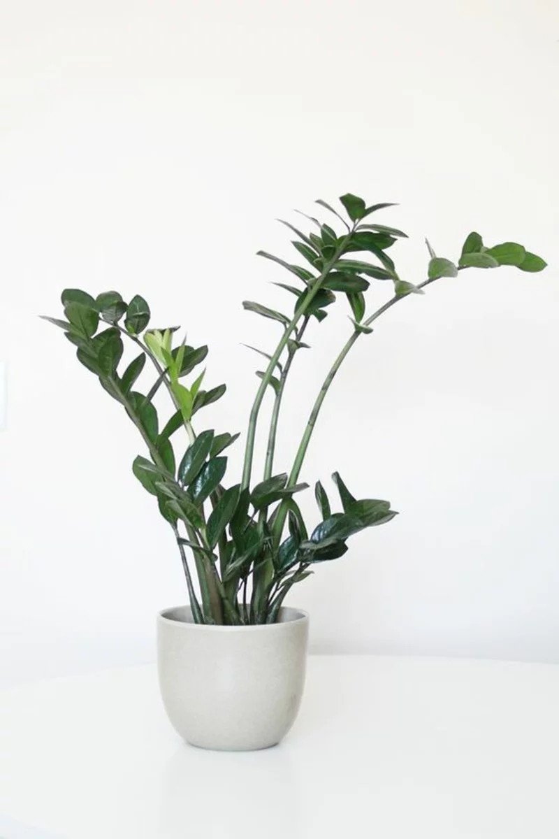 Glücksfeder im weißen Topf schöne grüne Blätter giftige Zimmerpflanzen