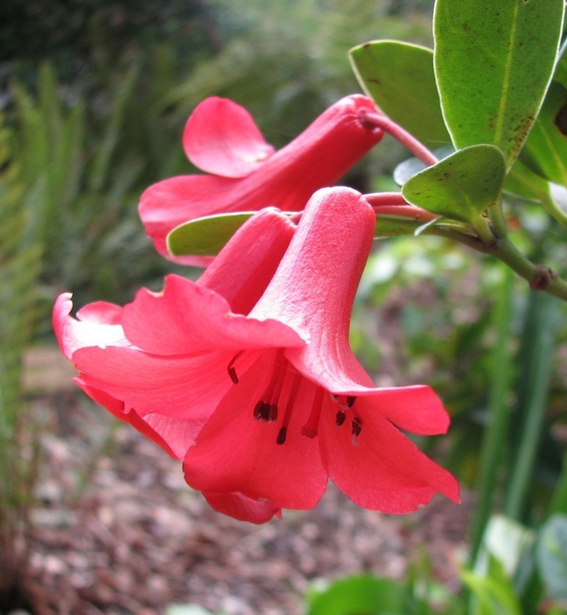 giftige Zimmerpflanzen Rhododendron lochiae Rhododendron