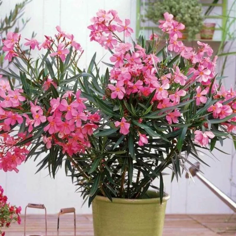 Oleander prächtige rosa Blüten alle Pflanzenteile sind giftig