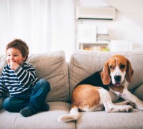 Hundehaare – wie hält man seine Wohnung am besten stubenrein?
