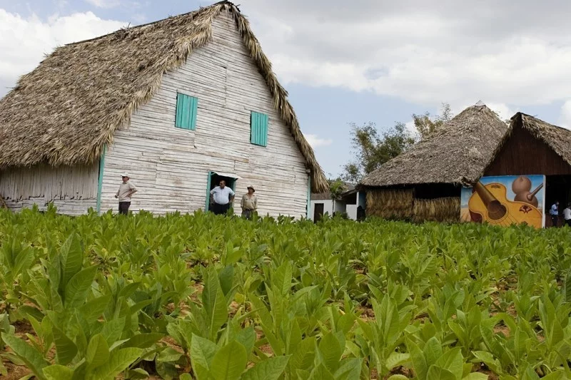 Kuba Reise cuba vinales tobacco farm