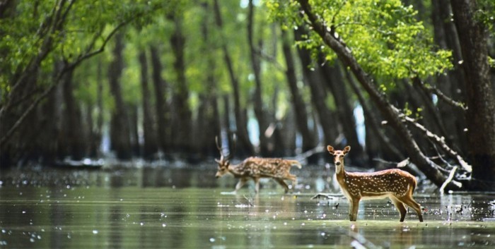 weltreise Sundarbans besichtigen viele tierarten