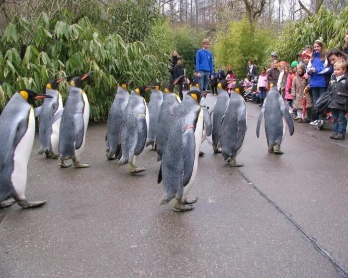 weltreise planen basel zoo pinguine spaziergang