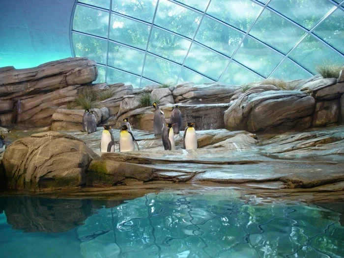 weltreise planen berliner zoo pinguine