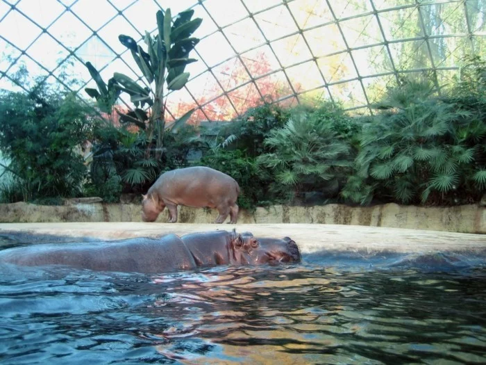 weltreise planen berliner zoo zoologischer garten hippos