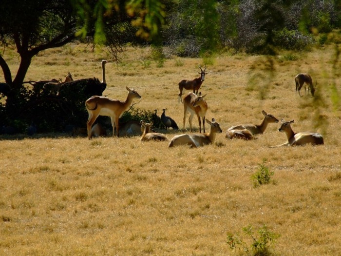 weltreise planen pretoria zoo südafrika wildlife antilopen
