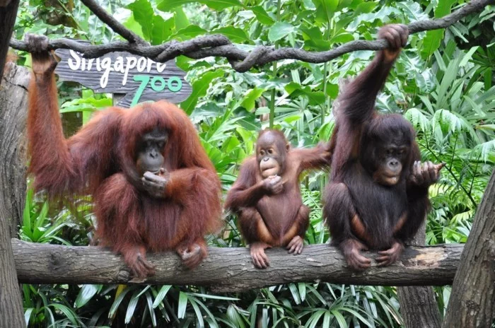 weltreise planen zoo singapur affenfamilie