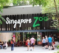 Weltreise planen – besuchen Sie die schönsten Zoos der Welt!