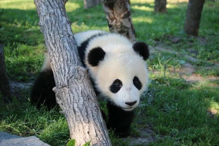 weltreise planen zoo toronto kanada panda