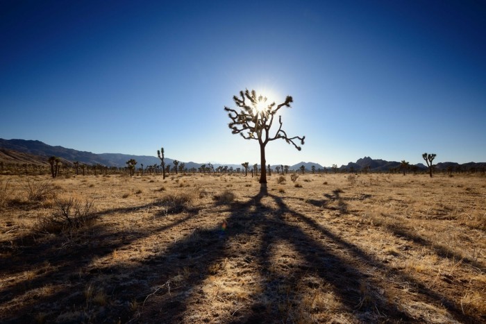 weltreisen Joshua Tree Nationalpark klimaveränderungen verschwinden