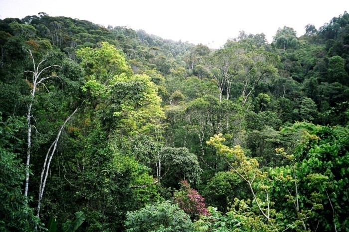 weltreisen regenwald madagaskar sehenswert