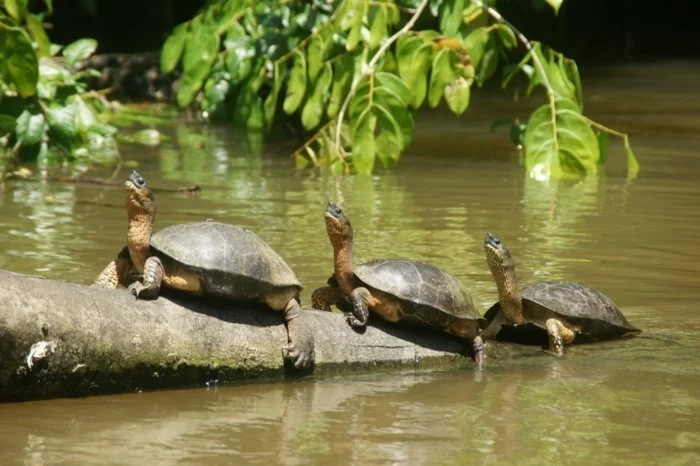 weltreisen weltreise costa rica ferien natur park vulkan schildkröten