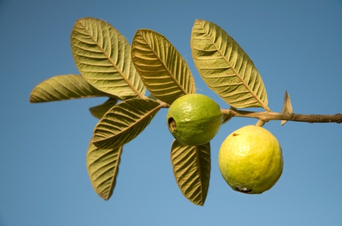 gesundes obst lebe gesund guave hauptsache gesund blätter