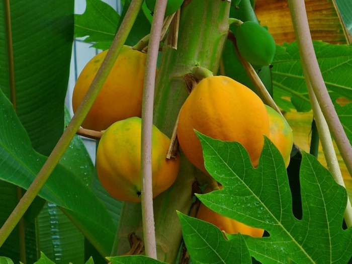 papaya lebe gesund fruhstucksideen gesund abnehemn gesundes obst7