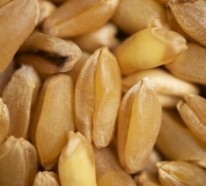 Weizengras Samen und Keime- Die gesunden Unbekannten