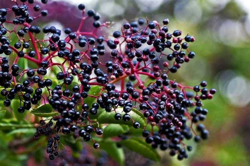  holunderbeeren erkaätung stoppen und vorbeugen