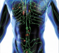 Wo sind die Lymphknoten und wie erkennen wir sie?