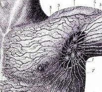 Wo sind die Lymphknoten und wie erkennen wir sie?