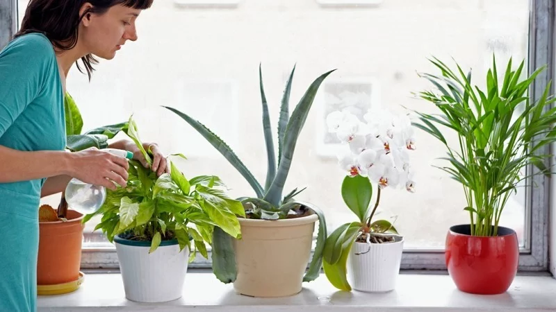 gesund leben zimmerpflanzen fenster frische luft gesunde ernaehrung