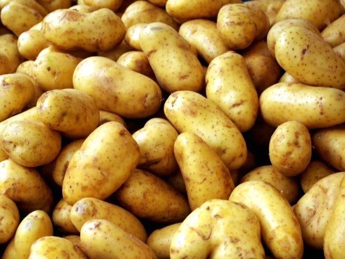 lebe gesund kartoffeln richtig aufbewahren tipps