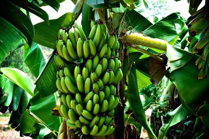 banane naehrwerte bananabaum