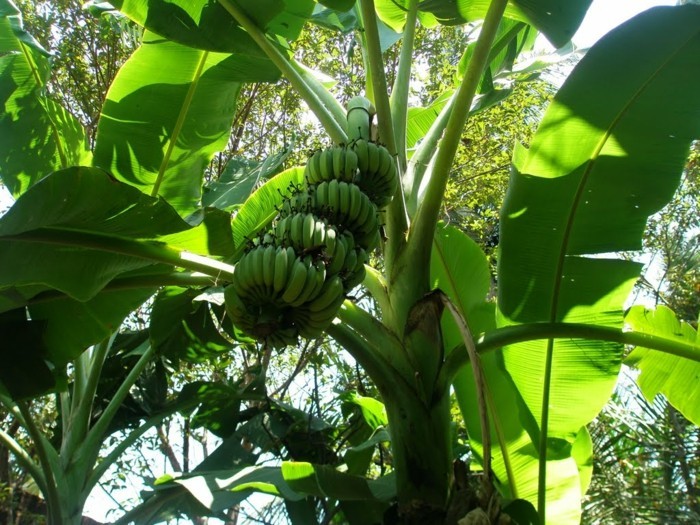 banane naehwert bananenbaum
