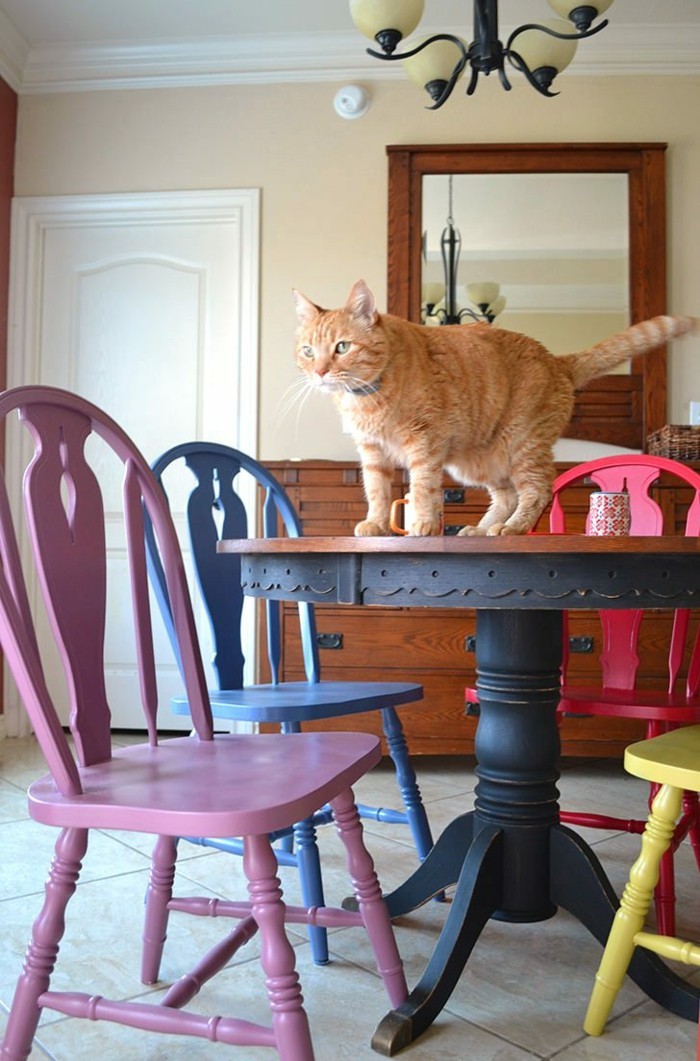 bunte küche farbige stühle runder esstisch katze