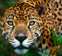 Die reiche Tier- und Pflanzenwelt im Amazonas Regenwald!