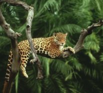 Die reiche Tier- und Pflanzenwelt im Amazonas Regenwald!