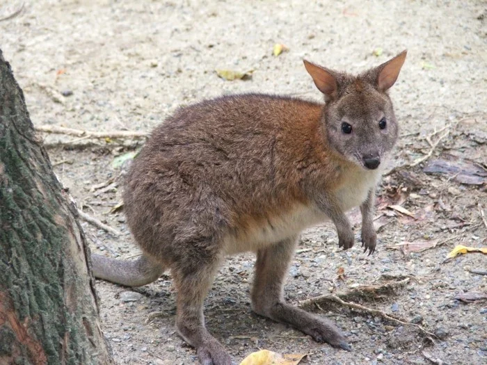 Außergewöhnliche Haustiere känguru