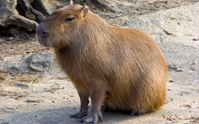 aussergewoehnliche haustiere capybara