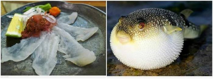 aussergewohnliches essen fugu