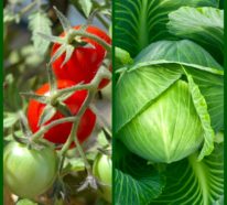 Welche Pflanzen müssen Sie in Ihrem Biogarten nebeneinander einpflanzen?