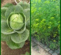 Welche Pflanzen müssen Sie in Ihrem Biogarten nebeneinander einpflanzen?