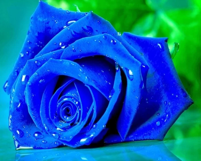 blaue rosen farben